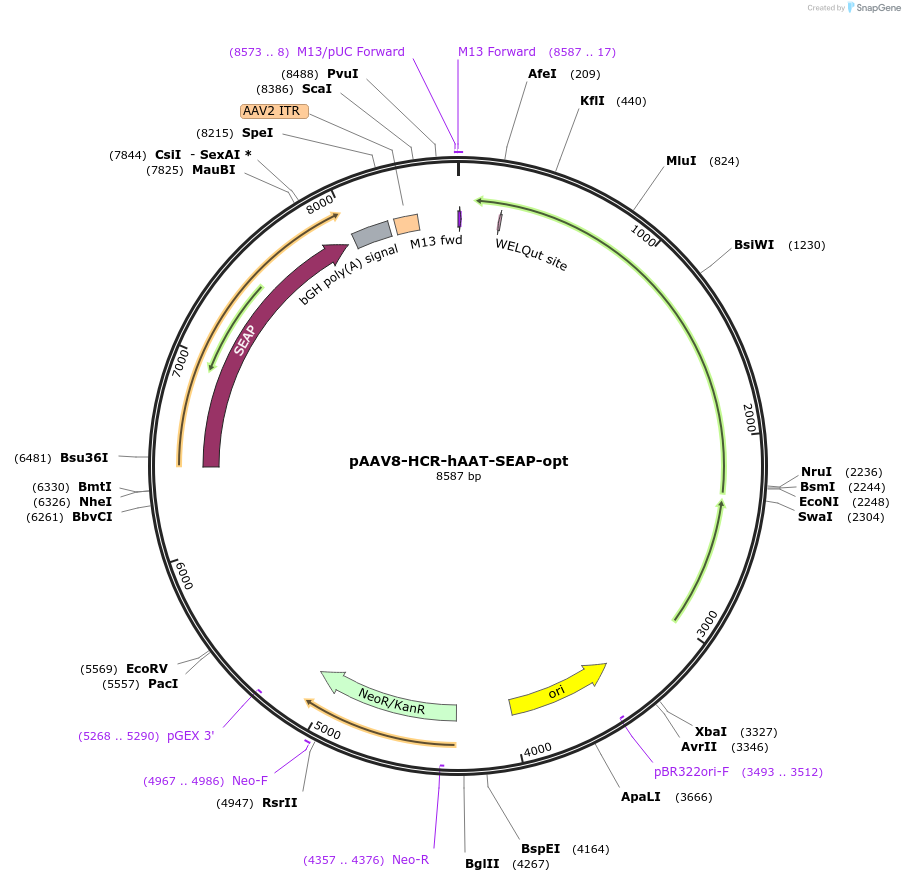 237874-plasmid-map-sequence-id-475950
