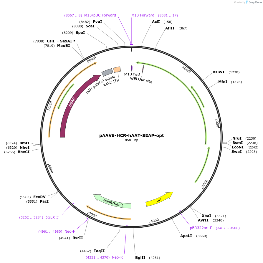 237873-plasmid-map-sequence-id-475952