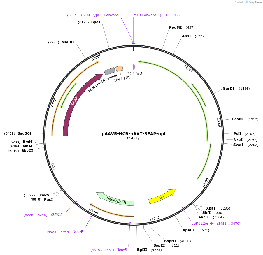 237872-plasmid-map-sequence-id-475954