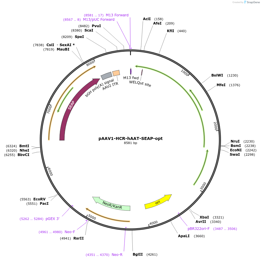 237869-plasmid-map-sequence-id-475955