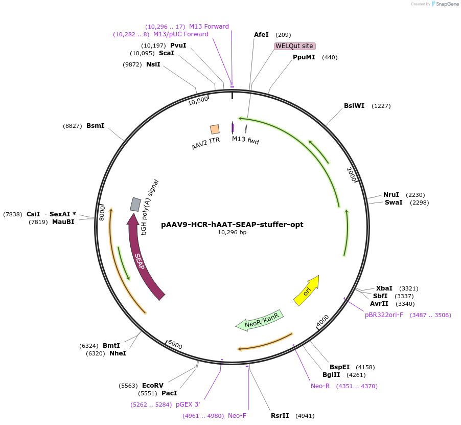 237876-plasmid-map-sequence-id-475961