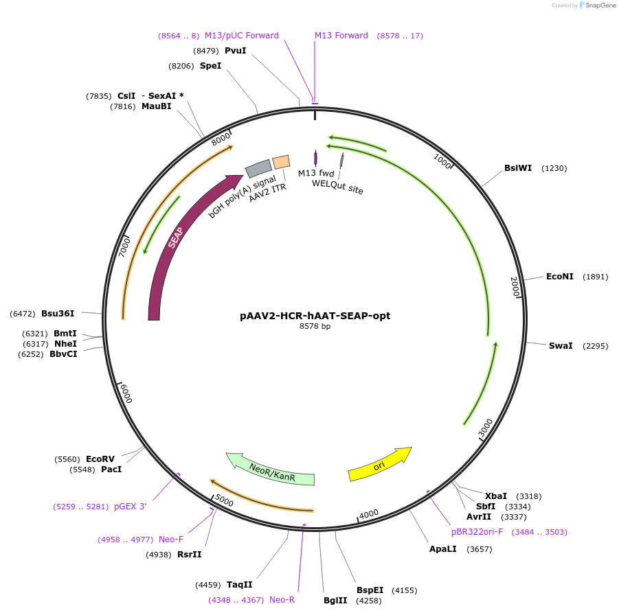 237870-plasmid-map-sequence-id-475962