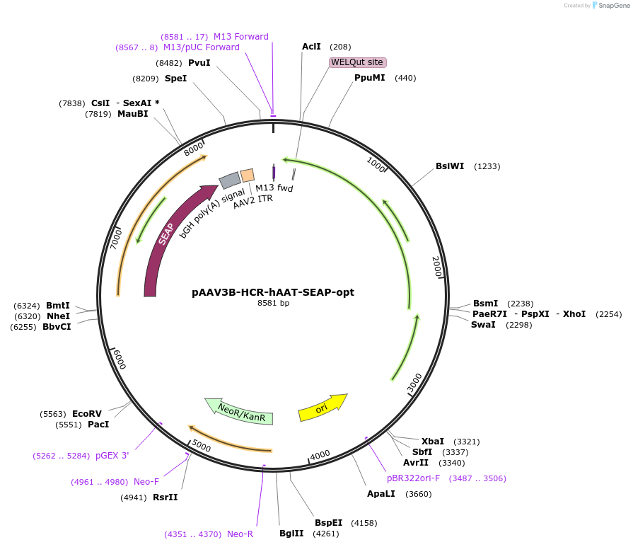 237871-plasmid-map-sequence-id-475963