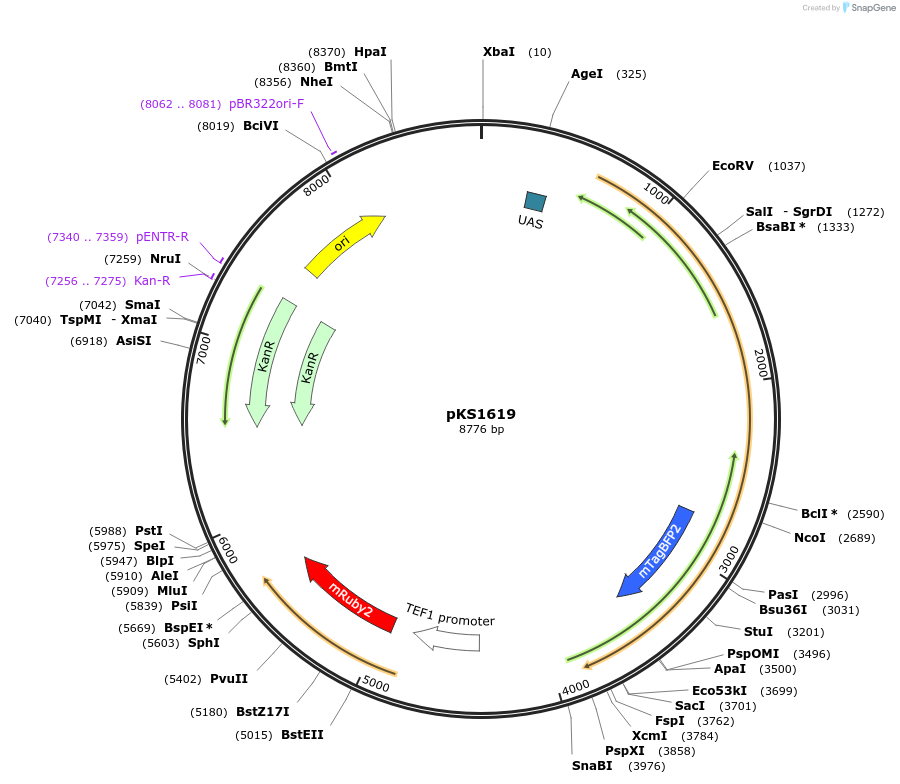 239550-plasmid-map-sequence-id-475997