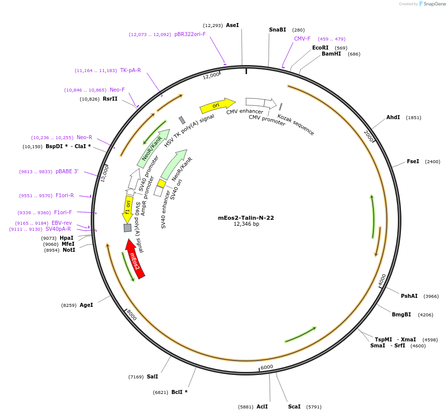 57420-plasmid-map-sequence-id-476040