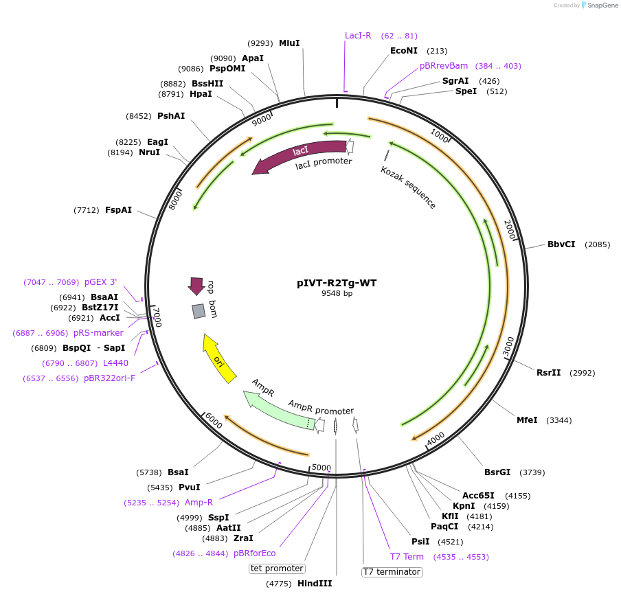238105-plasmid-map-sequence-id-476056