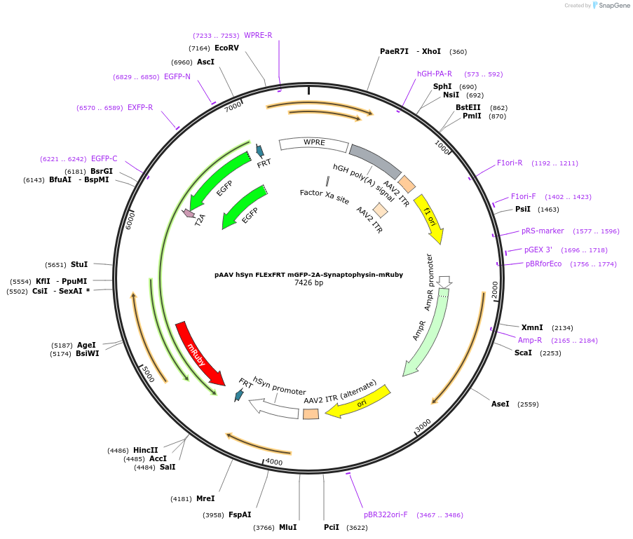 71761-plasmid-map-sequence-id-476057