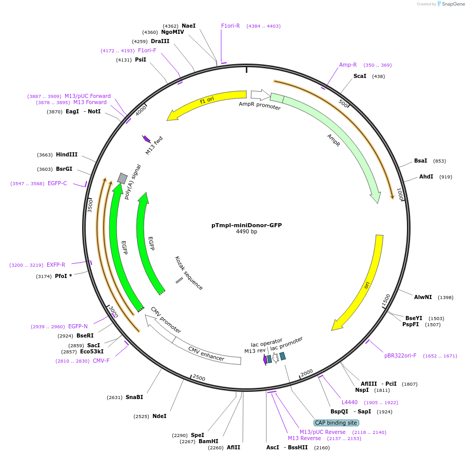 238107-plasmid-map-sequence-id-476062