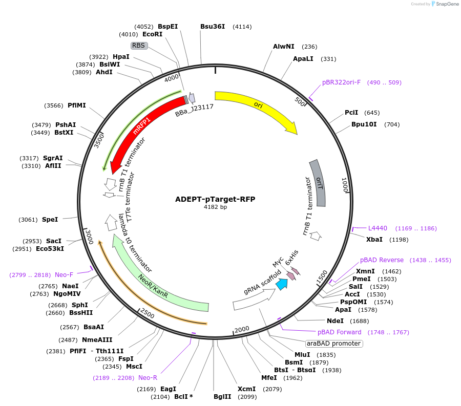 238040-plasmid-map-sequence-id-476070