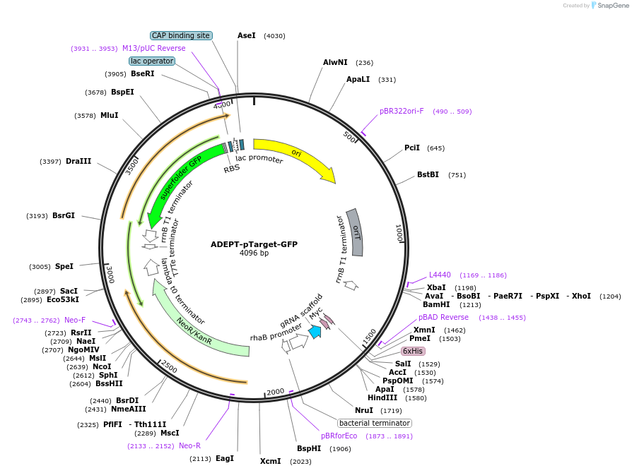 238041-plasmid-map-sequence-id-476072