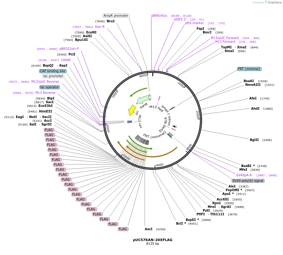 233113-plasmid-map-sequence-id-476073