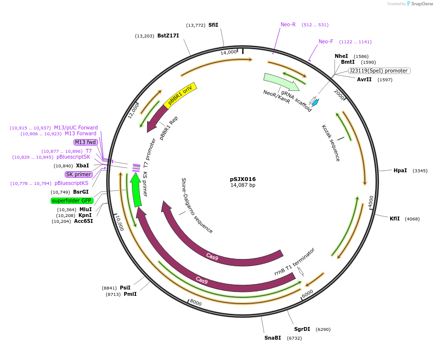 232324-plasmid-map-sequence-id-476126
