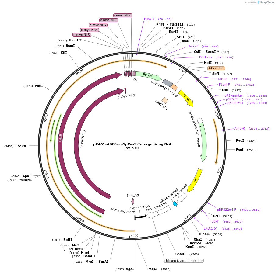237463-plasmid-map-sequence-id-476140