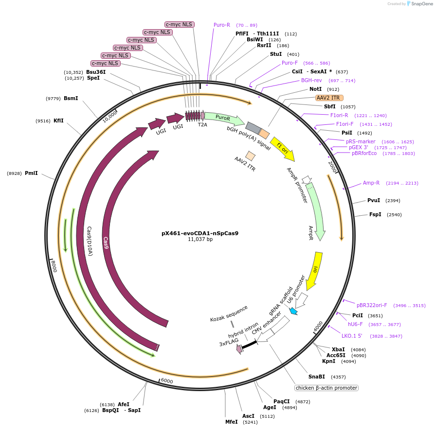 237461-plasmid-map-sequence-id-476160