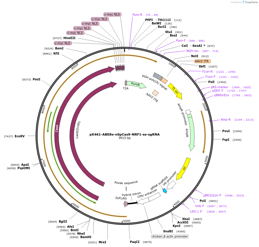 237466-plasmid-map-sequence-id-476162