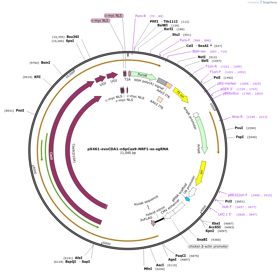 237467-plasmid-map-sequence-id-476164