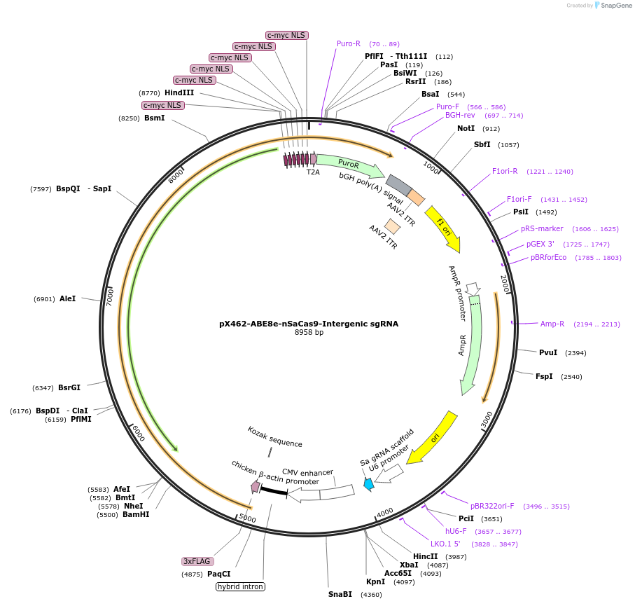 237465-plasmid-map-sequence-id-476170