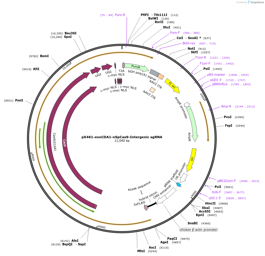 237464-plasmid-map-sequence-id-476178