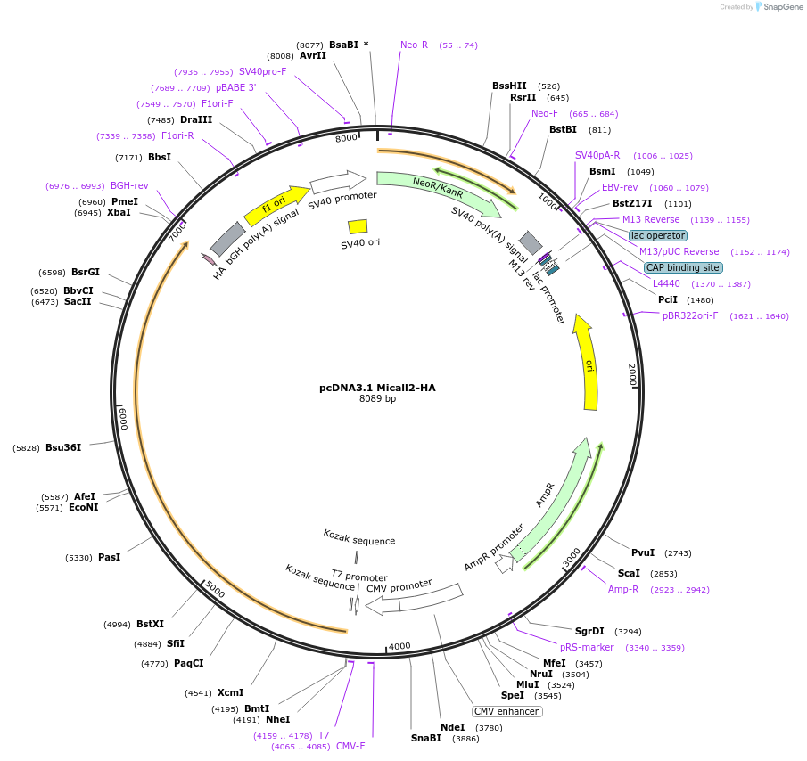 238507-plasmid-map-sequence-id-476229