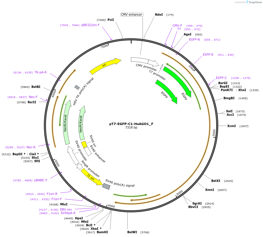 146314-plasmid-map-sequence-id-476231