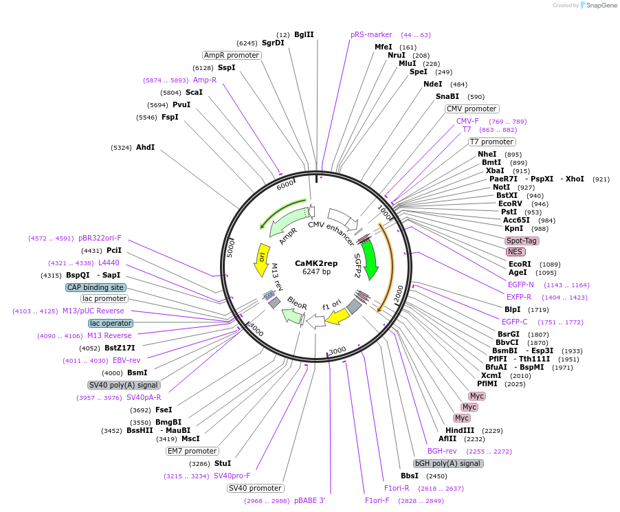 239622-plasmid-map-sequence-id-476235