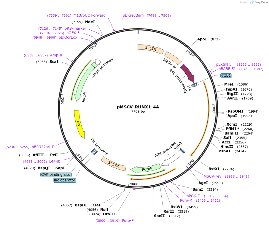 238534-plasmid-map-sequence-id-476287