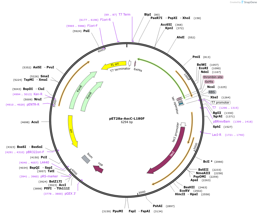 232333-plasmid-map-sequence-id-476315