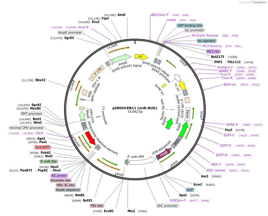 44363-plasmid-map-sequence-id-476316