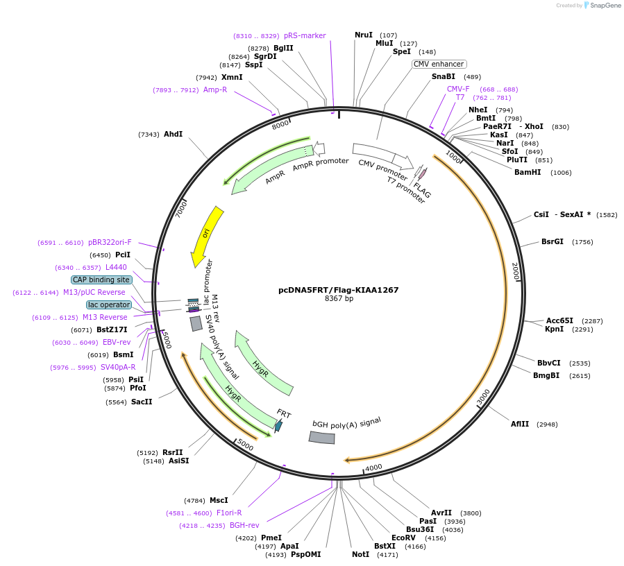 29758-plasmid-map-sequence-id-476318