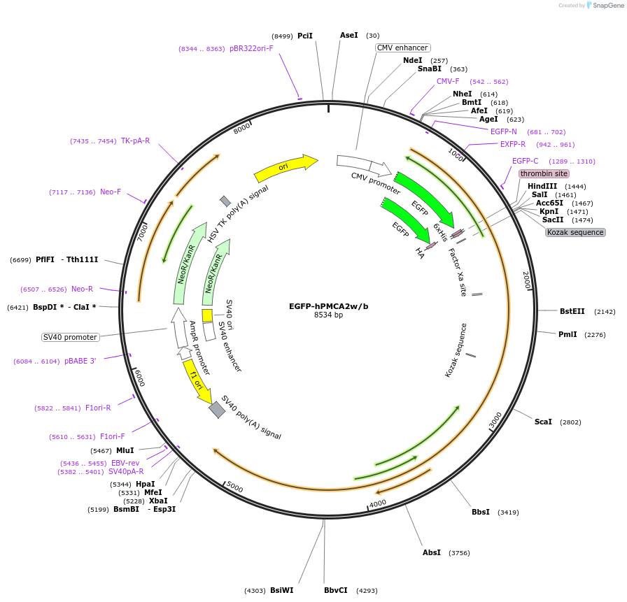 47586-plasmid-map-sequence-id-476319