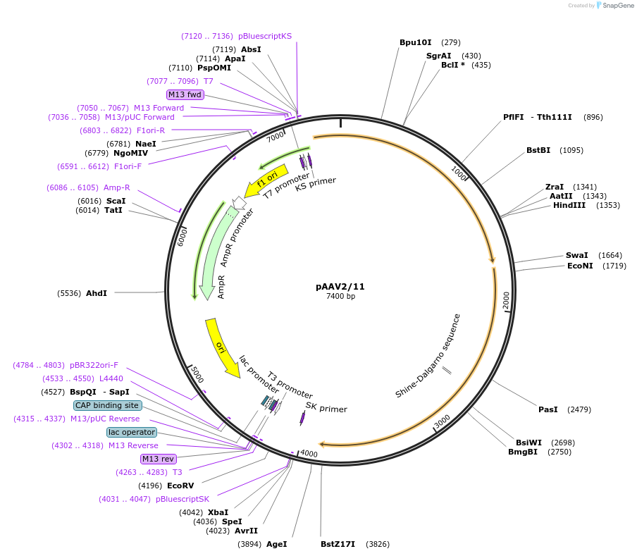 240486-plasmid-map-sequence-id-476320