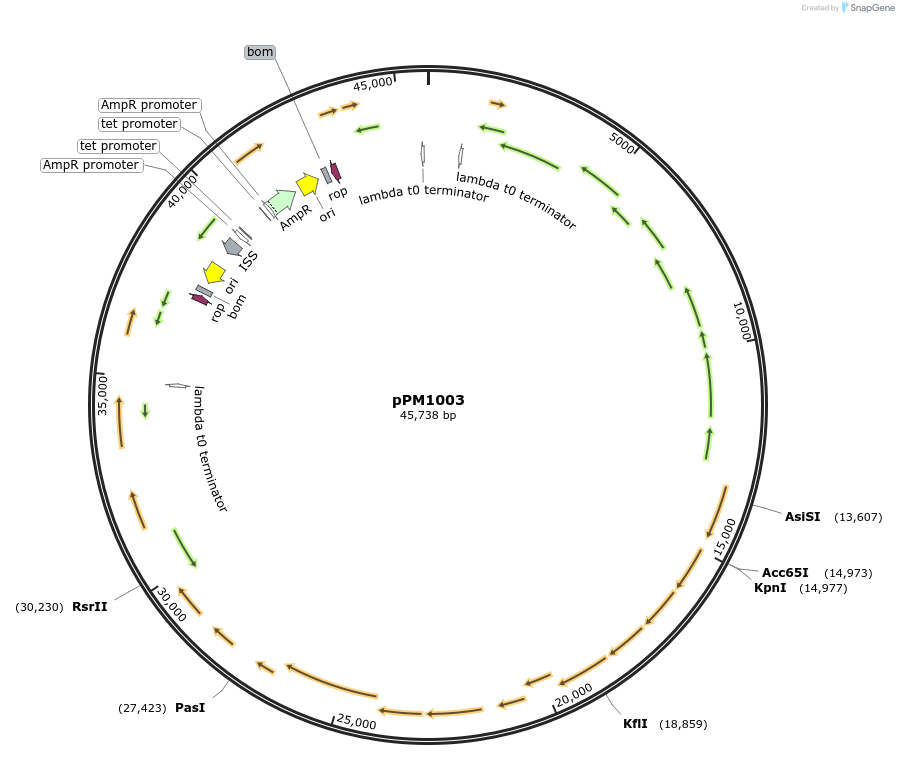 167550-plasmid-map-sequence-id-476338