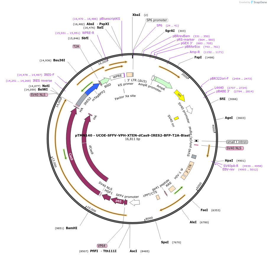 238166-plasmid-map-sequence-id-476347