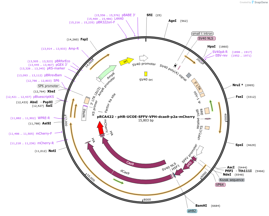 238165-plasmid-map-sequence-id-476350