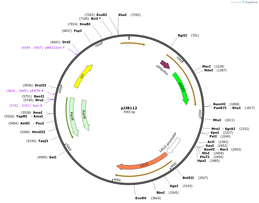 239493-plasmid-map-sequence-id-476401