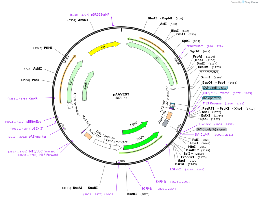 239400-plasmid-map-sequence-id-476550