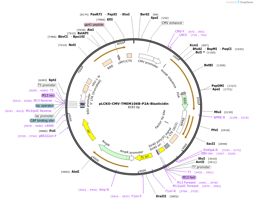 237478-plasmid-map-sequence-id-476569