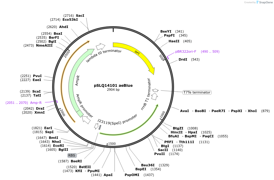 239453-plasmid-map-sequence-id-476572