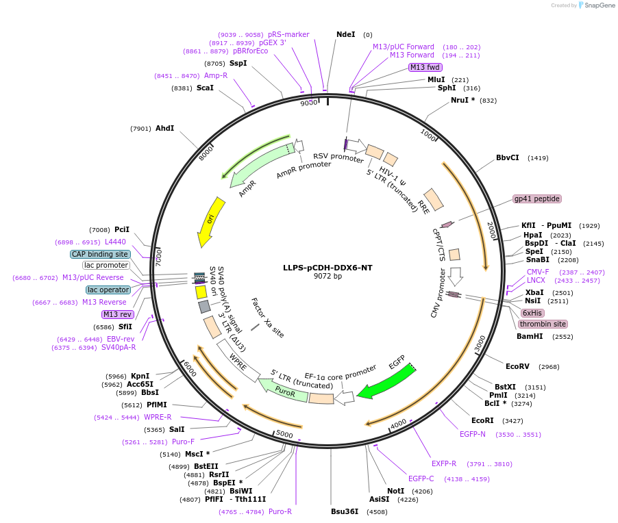 240015-plasmid-map-sequence-id-476576