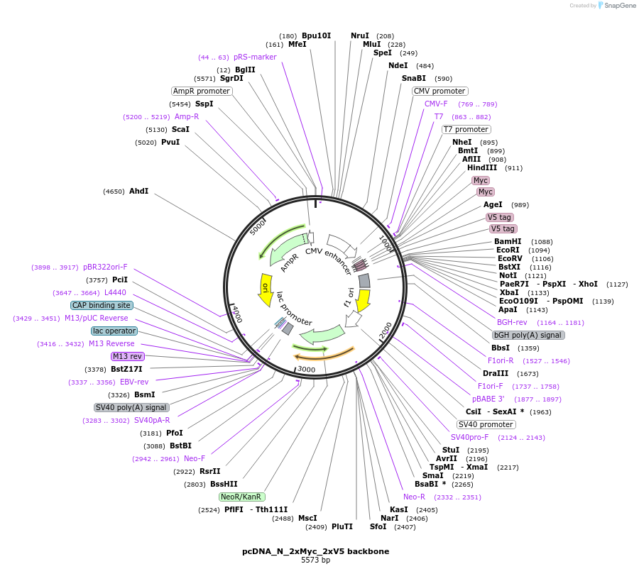 239759-plasmid-map-sequence-id-476577