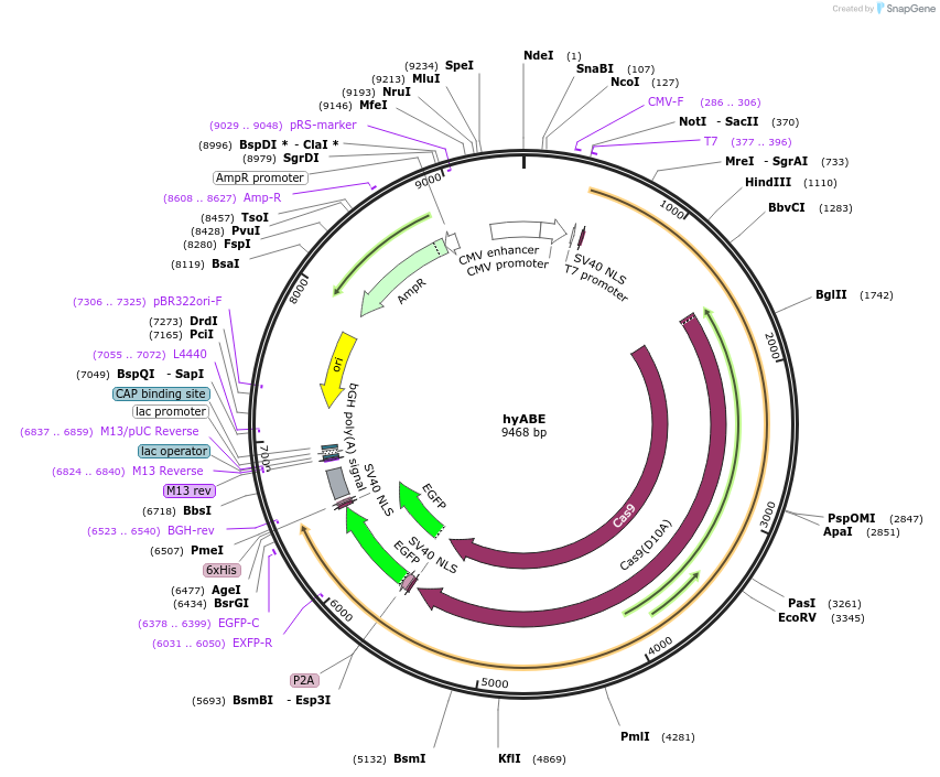 196096-plasmid-map-sequence-id-476580