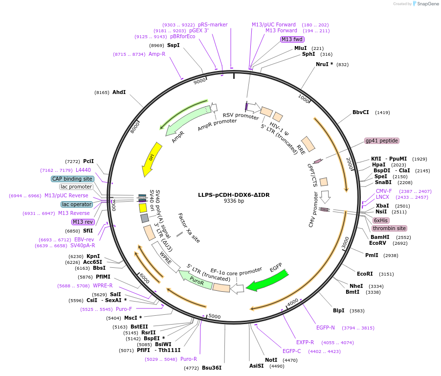 240016-plasmid-map-sequence-id-476588
