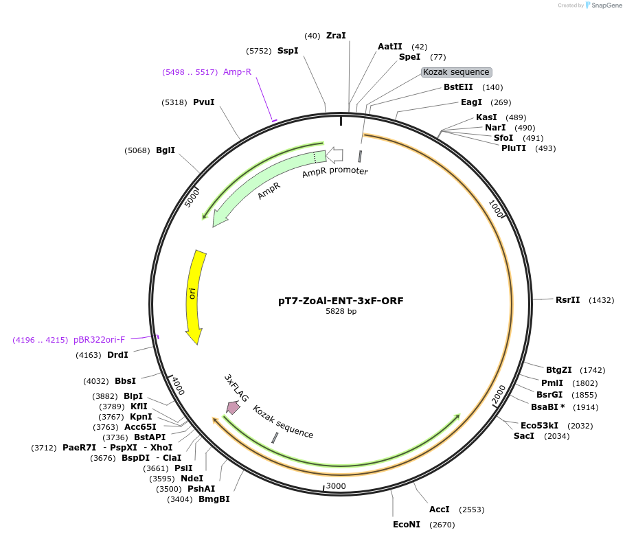 238484-plasmid-map-sequence-id-476589