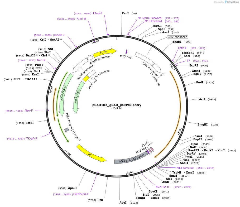 239122-plasmid-map-sequence-id-476593