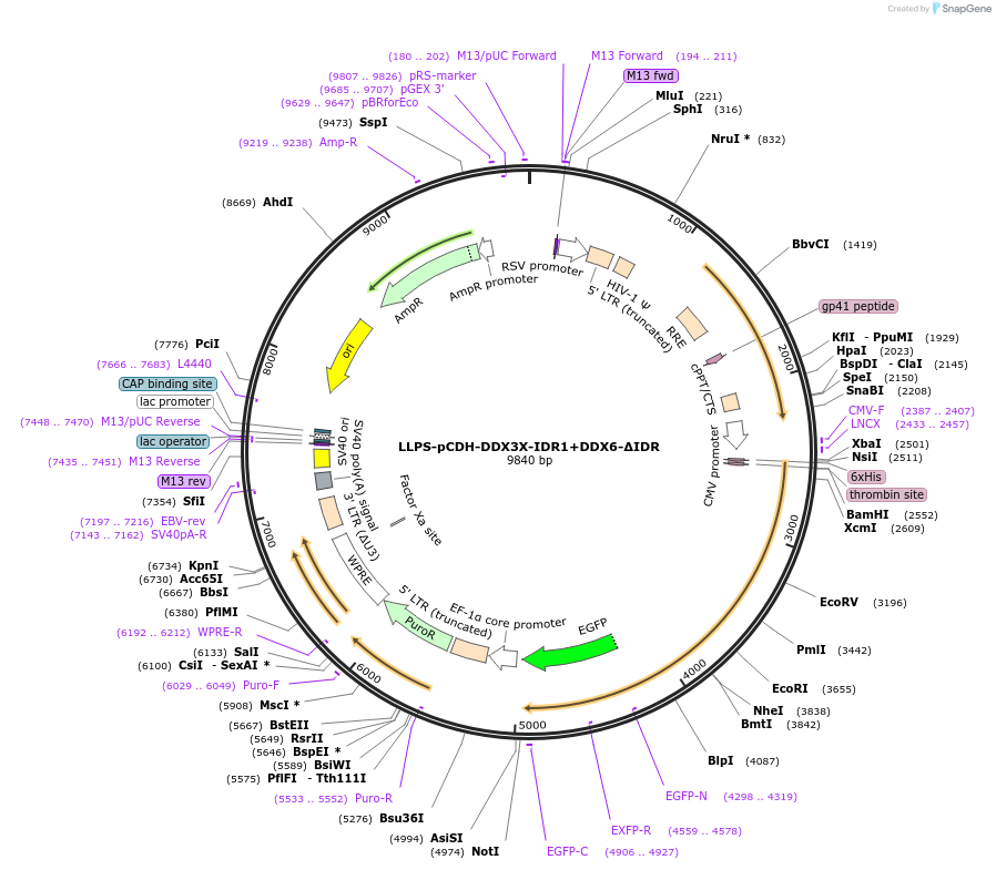 240018-plasmid-map-sequence-id-476595