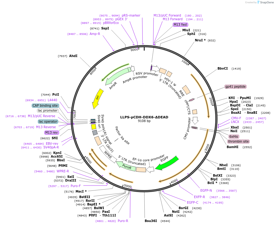 240017-plasmid-map-sequence-id-476596