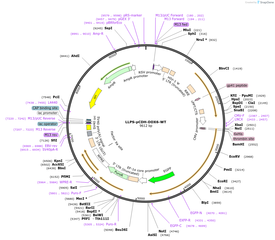 240020-plasmid-map-sequence-id-476597