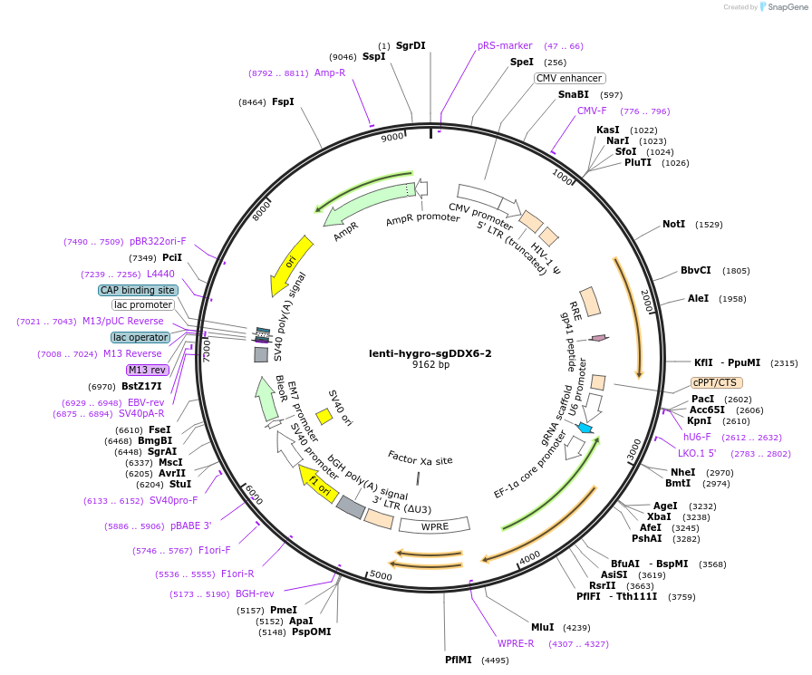 240005-plasmid-map-sequence-id-476600