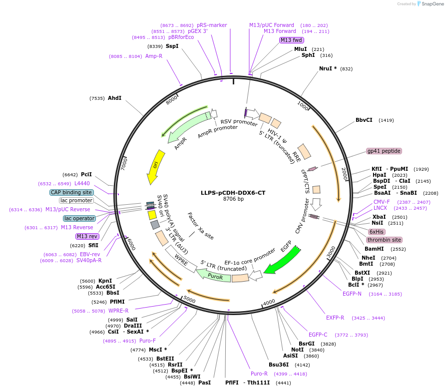 240014-plasmid-map-sequence-id-476601