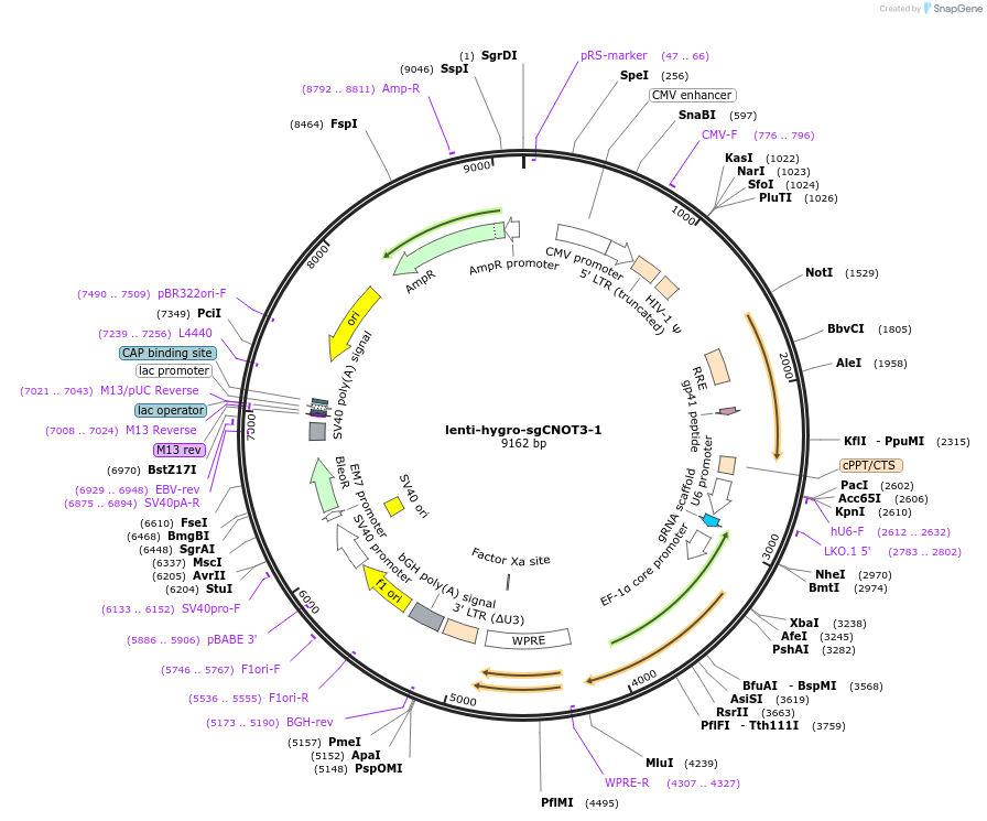240008-plasmid-map-sequence-id-476602